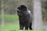 CHOW CHOW 776